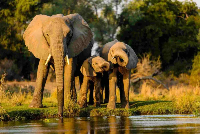 A herd of Elephants drinking water in Serengeti African Safaris - Tanzania