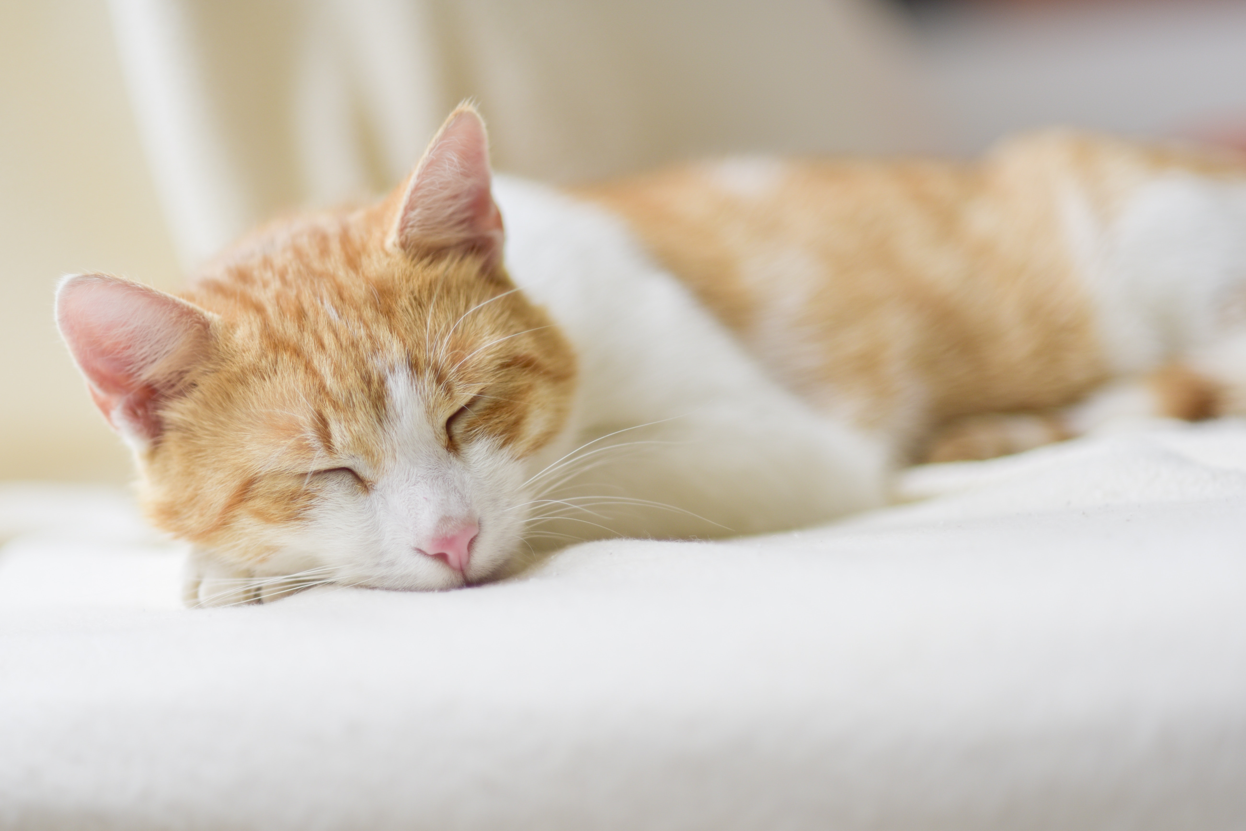 Lazy cat loaded lazily